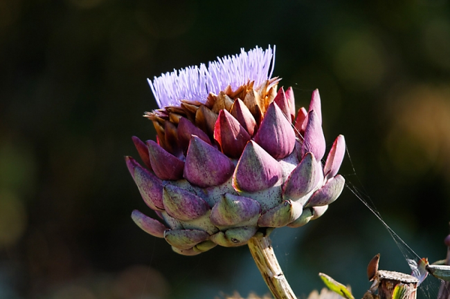 Chateau du Champ de Bataille-075